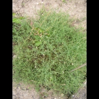 Resedacees - Reseda Glauca L (pyrennees)(01)